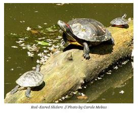 red eared slider